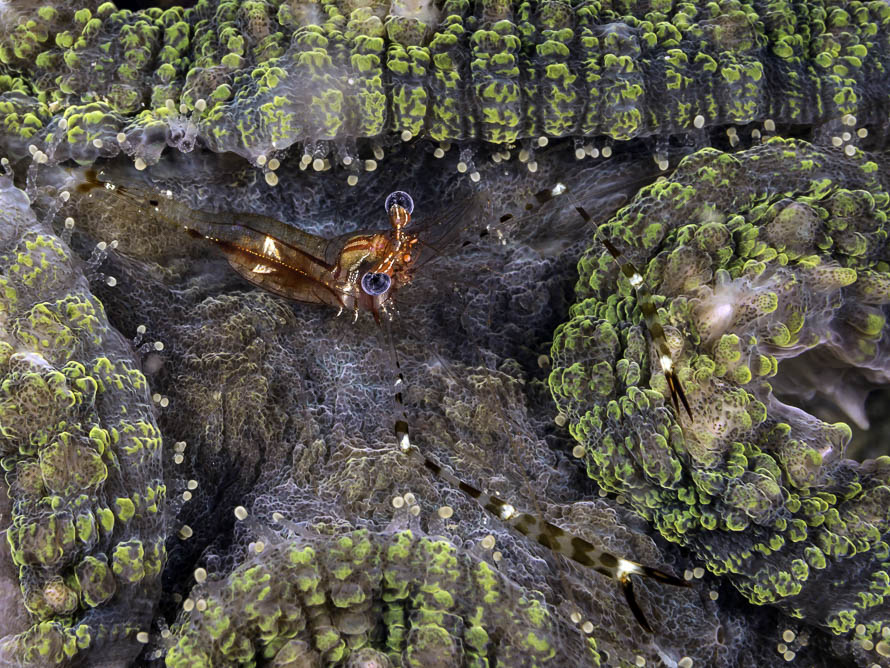 Unidentified Shrimp